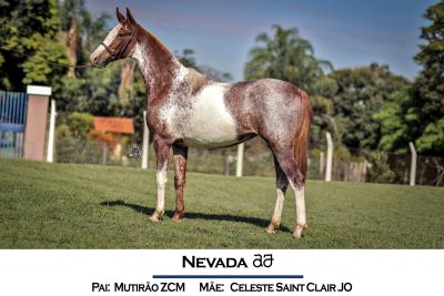 Nevada AJ - Mutirão ZCM X Celeste Saint Clair JO