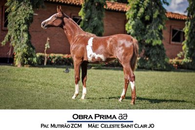 Obra Prima AJ - Mutirão ZCM X Celeste Saint Clair JO