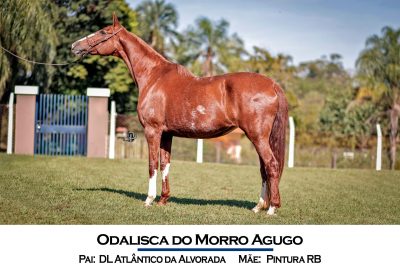 Odalisca do Morro Agudo - DL Atlântico da Alvorada X Pintura R.B