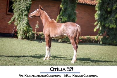 Otília AJ - Kilimanjaro do Corumbau X Kira do Corumbau